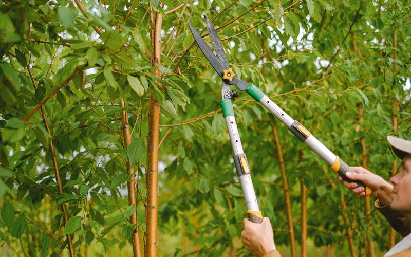 Tree trimming in Alamosa, CO